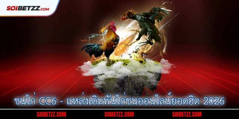 ชนไก่ CC6 - แหล่งเดิมพันไก่ชนออนไลน์ยอดฮิต 2026