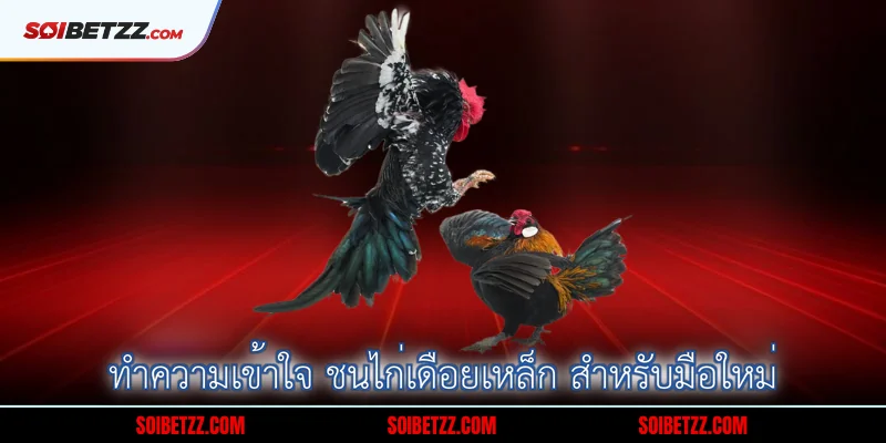 ทำความเข้าใจ ชนไก่เดือยเหล็ก สำหรับมือใหม่